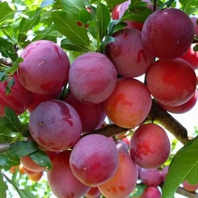 Слива НЕКТАРИННАЯ АРОМАТНАЯ в Петрозаводске