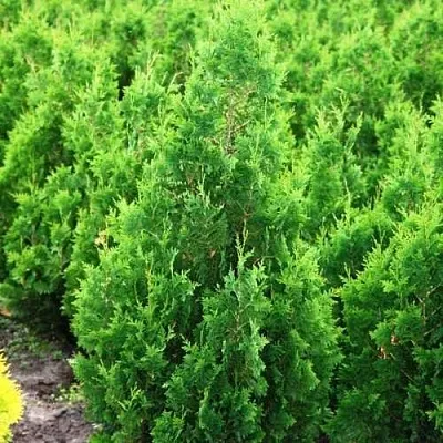 Туя СПИРАЛИС западная в Петрозаводске