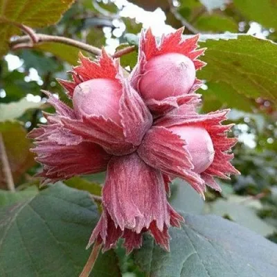 Фундук СКАРЛЕТТ в Петрозаводске