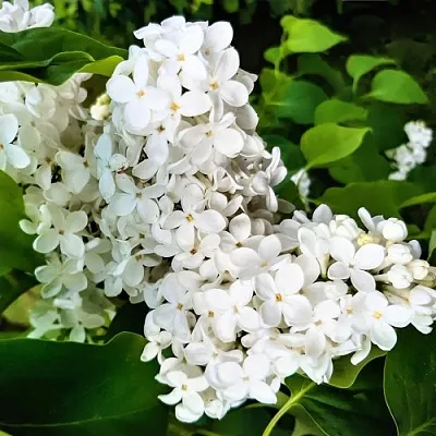 Сирень МАЛЕНЬКИЙ ПРИНЦ  Сирень МАЛЕНЬКИЙ ПРИНЦ в Петрозаводске