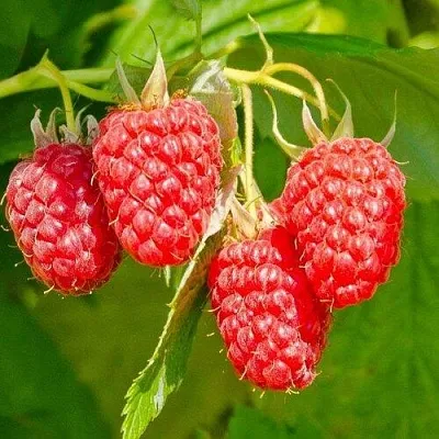 Малина ИЗОБИЛЬНАЯ  Малина ИЗОБИЛЬНАЯ в Петрозаводске