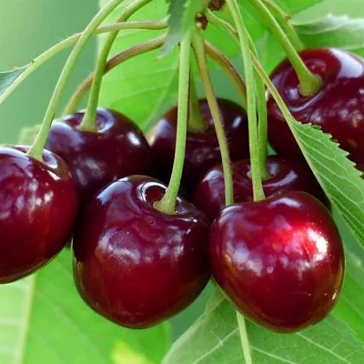 Дюк ЖИВИЦА (ЧЕРЕВИШНЯ) в Петрозаводске