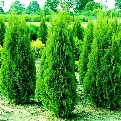 Туя ВИДМАНТ западная в Петрозаводске