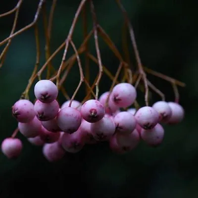 Рябина ПЕКИНСКАЯ сладкоплодная в Петрозаводске