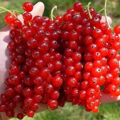 Смородина красная РЕД ПУЛ  Смородина красная РЕД ПУЛ в Петрозаводске