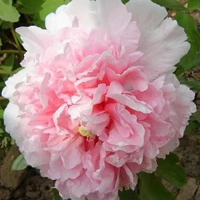 Пион БУКЕТ РОЗОВЫХ ГВОЗДИК древовидный  Пион БУКЕТ РОЗОВЫХ ГВОЗДИК древовидный в Петрозаводске