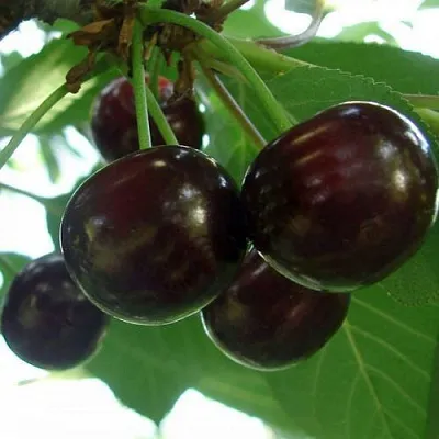 Дюк КСЕНИЯ (ЧЕРЕВИШНЯ) в Петрозаводске