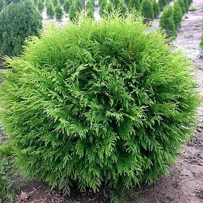 Туя ЛИТЛ ЧЕМПИОН западная в Петрозаводске