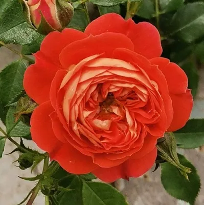 Саженцы роз СТАРЛЕТ РОУЗ КАРМЕН плетистая  Саженцы роз СТАРЛЕТ РОУЗ КАРМЕН плетистая в Петрозаводске