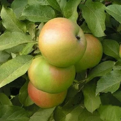 Яблоня ВЕРБНОЕ  Яблоня ВЕРБНОЕ в Петрозаводске