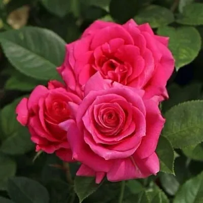 Саженцы роз ЛАВ ЛЕТТЕР флорибунда  Саженцы роз ЛАВ ЛЕТТЕР флорибунда в Петрозаводске