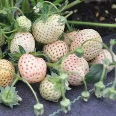 Клубника АНАНАСА ремонтантная в Петрозаводске