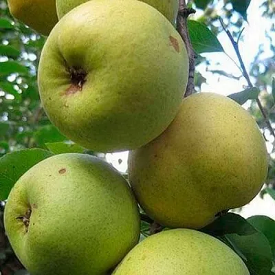 Груша РОГНЕДА  Груша РОГНЕДА в Петрозаводске