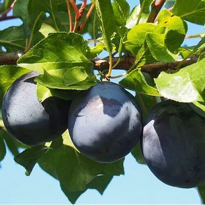 Слива ВОЛАТ в Петрозаводске