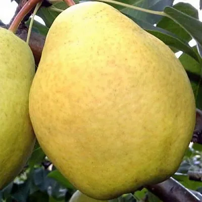 Груша ОСЕННИЙ ВЕЛИКАН  Груша ОСЕННИЙ ВЕЛИКАН в Петрозаводске