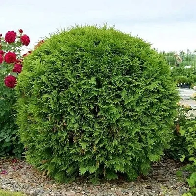 Туя ВУДВАРДИ западная в Петрозаводске