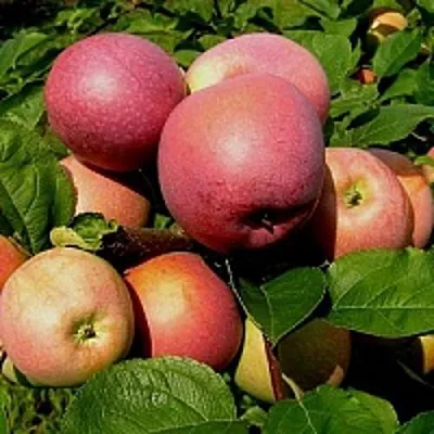 Яблоня СЛАВА ПОБЕДИТЕЛЯМ  Яблоня СЛАВА ПОБЕДИТЕЛЯМ в Петрозаводске