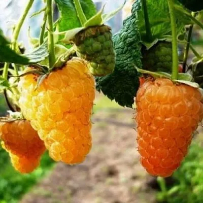 Малина ОРАНЖЕВОЕ ЧУДО  Малина ОРАНЖЕВОЕ ЧУДО в Петрозаводске