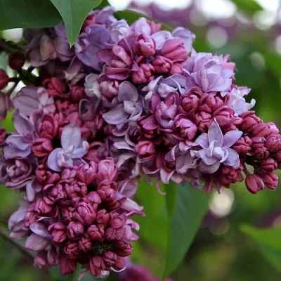 Сирень П.П.КОНЧАЛОВСКИЙ  Сирень П.П.КОНЧАЛОВСКИЙ в Петрозаводске