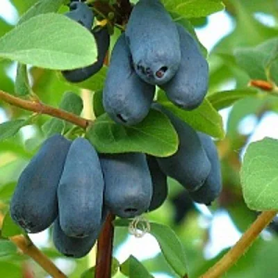 Жимолость съедобная ЮГАНА  Жимолость съедобная ЮГАНА в Петрозаводске