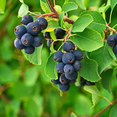 Ирга КОЛОСИСТАЯ в Петрозаводске