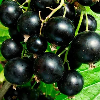 Чёрная  Чёрная в Петрозаводске