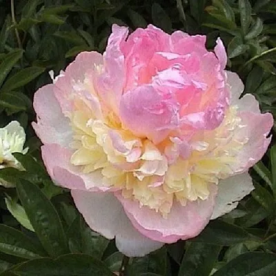 Пион РАСБЕРРИ САНДЕЙ травянистый  Пион РАСБЕРРИ САНДЕЙ травянистый в Петрозаводске