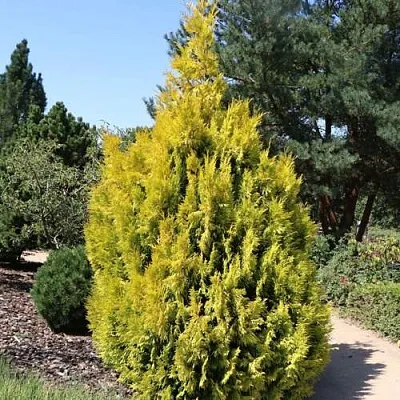 Туя СТОУНХАМ ГОЛД складчатая в Петрозаводске