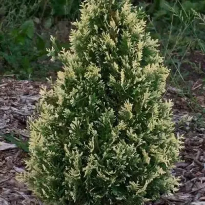 Туя БРАБАНТ ВАРИЕГАТТА западная — описание сорта Туя БРАБАНТ ВАРИЕГАТТА западная в Петрозаводске