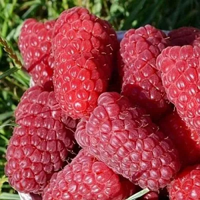 Малина САМОСВАЛ  Малина САМОСВАЛ в Петрозаводске