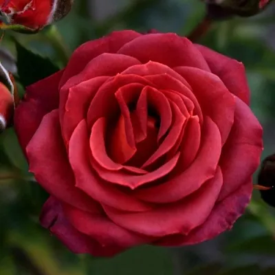 Саженцы роз ЧОКОЧИНО спрей  Саженцы роз ЧОКОЧИНО спрей в Петрозаводске