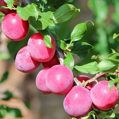 Алыча  Алыча в Петрозаводске