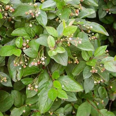 Кизильник блестящий в Петрозаводске