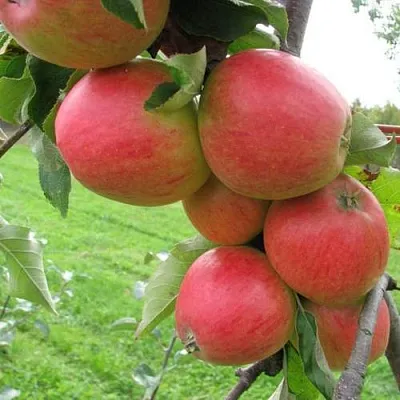 Яблоня ПИККОЛО  Яблоня ПИККОЛО в Петрозаводске