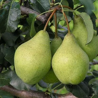 Груша ОРЛОВСКАЯ ЛЕТНЯЯ  Груша ОРЛОВСКАЯ ЛЕТНЯЯ в Петрозаводске