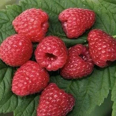 Малина ЗЮГАНА  Малина ЗЮГАНА в Петрозаводске