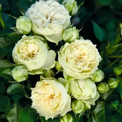 Саженцы роз БЛАНШЕТТ спрей  Саженцы роз БЛАНШЕТТ спрей в Петрозаводске