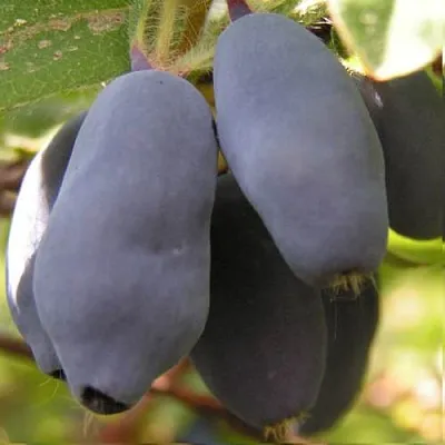 Жимолость съедобная КРУПНОПЛОДНАЯ  Жимолость съедобная КРУПНОПЛОДНАЯ в Петрозаводске