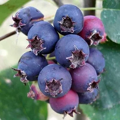 Ирга SLEYT в Петрозаводске