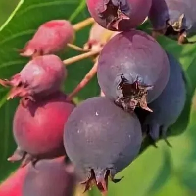 Ирга MANDAN в Петрозаводске