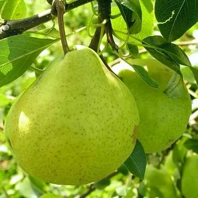 Груша ДАЛИКОР колонновидная  Груша ДАЛИКОР колонновидная в Петрозаводске