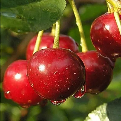 Дюк ПРЕВОСХОДНАЯ ВЕНЬЯМИНОВА в Петрозаводске