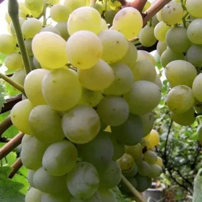 Виноград ТАЛИСМАН в Петрозаводске
