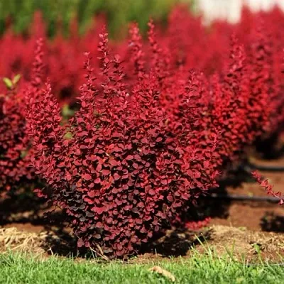 Барбарис ОРАНЖ РОКЕТ тунберга в Петрозаводске