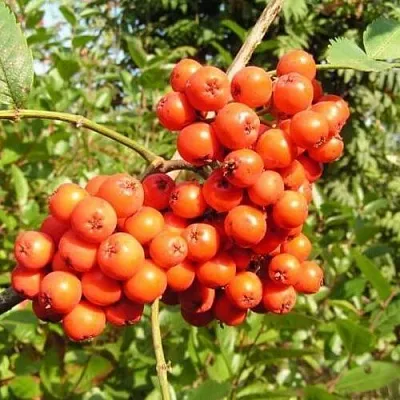 Рябина КОНЦЕНТРА сладкоплодная в Петрозаводске