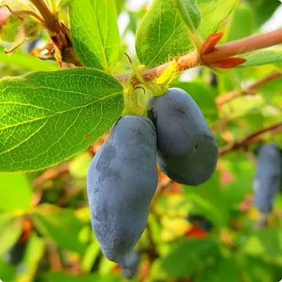 Жимолость съедобная БОРЕАЛ БЛИЗЗАРД (СЕВЕРНАЯ МЕТЕЛЬ)  Жимолость съедобная БОРЕАЛ БЛИЗЗАРД (СЕВЕРНАЯ МЕТЕЛЬ) в Петрозаводске