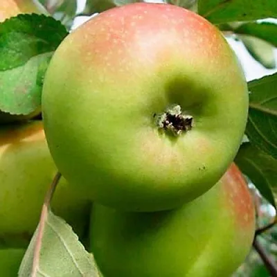 Яблоня БРАТ ЧУДНОГО стелющаяся  Яблоня БРАТ ЧУДНОГО стелющаяся в Петрозаводске