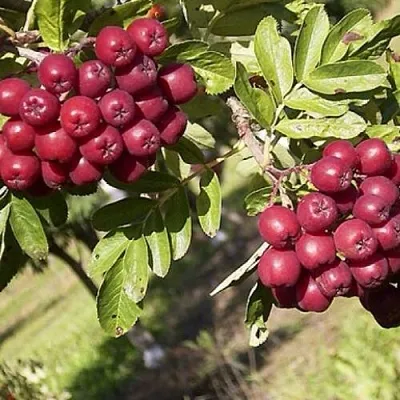 Рябина БУРКА сладкоплодная в Петрозаводске