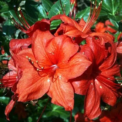 Азалия ДОЛОРОСО листопадная  Азалия ДОЛОРОСО листопадная в Петрозаводске