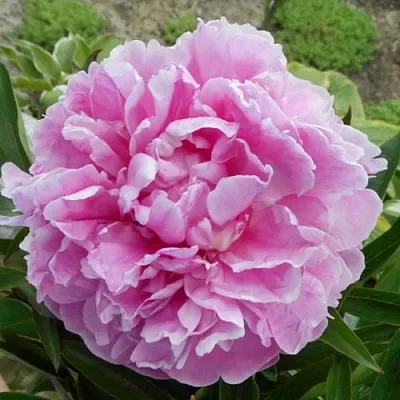 Пион РИМ травянистый  Пион РИМ травянистый в Петрозаводске